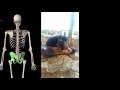      طق اسفل الظهر