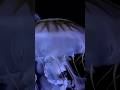 “Immortal Jellyfish: The Creature That Never Truly Dies” #dailyfacts