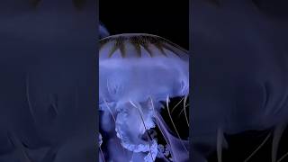 “Immortal Jellyfish: The Creature That Never Truly Dies” #dailyfacts