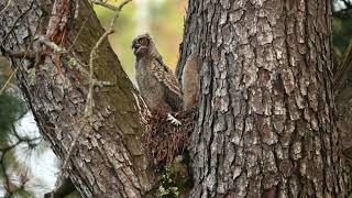 Great Horned Owlets