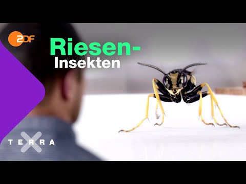 Video: Wie Insekten Atmen