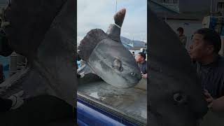 #commonmola #eastsea #sokcho  #개복치 #가진항 #동해바다 #southkorea #맑은눈