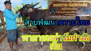 สายพัฒนาควายไทย!!!พาชมฟาร์มเริ่มต้น#ควายสวยงาม สายพัฒนาควายไทย!!!พาชมฟาร์มเริ่มต้น#ควายสวยงาม