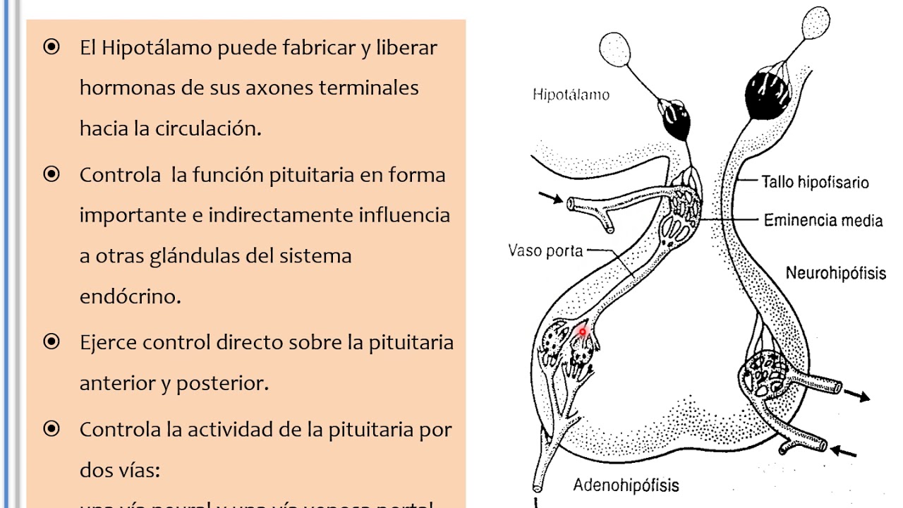 Clase 1: Aspectos Generales del Hipotálamo