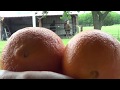 Horses Eating Oranges - Just A Little Sweet Treat For The Horses