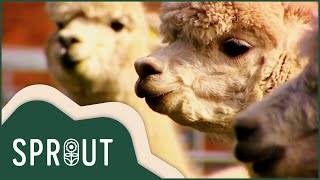 Alpaca Farm Success with Monty Don | Sprout