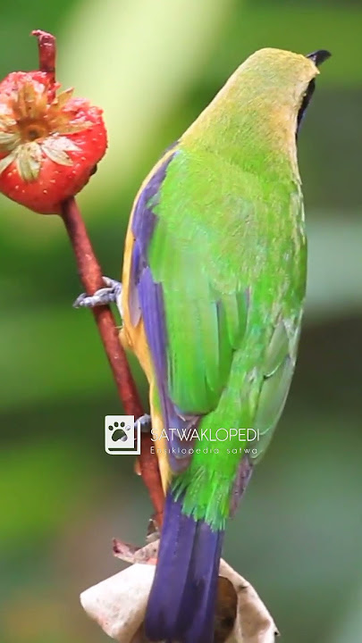 Burung cucak cungkok ternyata.... #animals #birds #shorts