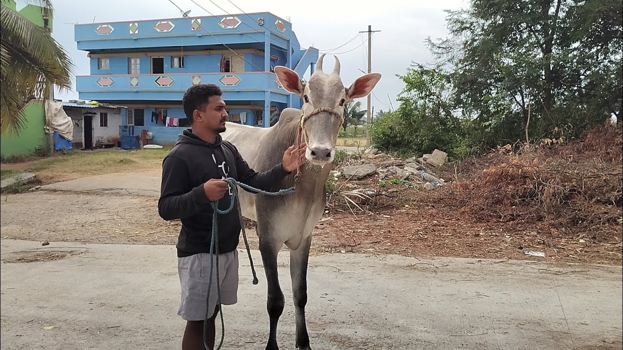 Bloodline CR-7/MAGA Hallikar Stud Bull@VillageDay-j2p 