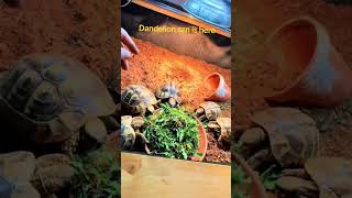 Tortoise treats #naturaltortoisekeepers #hermannstortoise #greektortoise #babytortoise