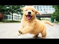 SI TE RIES 😁 Recopilación De Los Mejores Videos De Animales Graciosos 🐶 Perros Chistosos