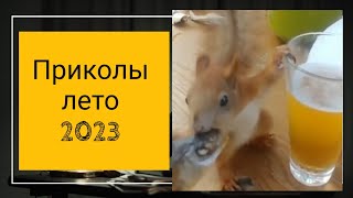 Приколы с животными. Лето 2023