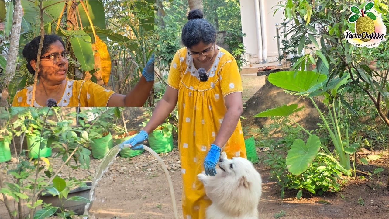 ഇന്നു രാവിലത്തെ എന്റെ ജോലികൾ 🥰👍 Kerala Style Kitchen Garden maintaining