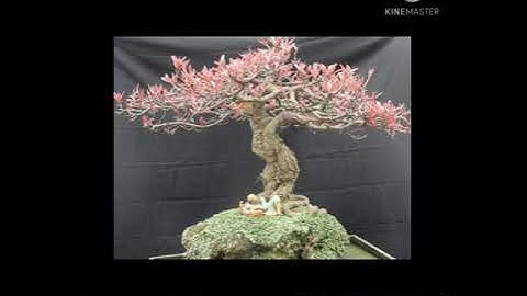Bộ siêu tập những cây lộc vừng bonsai đẹp của các nhà vườn từ bắc vào nam.