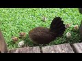 Cute chicks, from Hawaii - Jungle Fowl