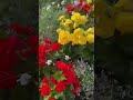 يسعد أوقاتكم جميعا محمد عبده مطرب العرب أميرة الورد أجمل حالات واتس قصيرة
