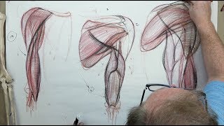 ANATOMY FOR ARTISTS: The Upper Arm-MUSCLES