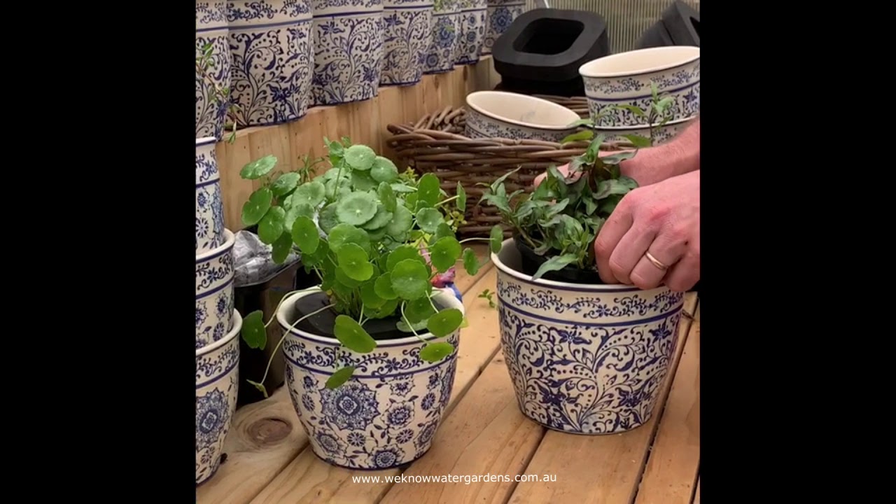 How to grow a pond in a pot