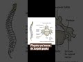 # cervical spondylosis# cervical spine correct# By M Way ❤️ # physiotherpy# manual #pnf