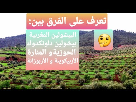 تعرف على خصائص أنواع الزيتون قبل ما تبدا المشروع أصناف البيشولين و الحوزية و المنارة و الأربيكوينة