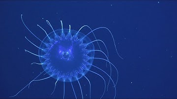 Rapid Transformation - Seamounts, Canyons, and Reefs of the Coral Sea