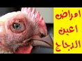 علاج امراض اعين الدجاج احمرار العين والتورم والرغوة وسبب الامراض دي بالتفصيل 