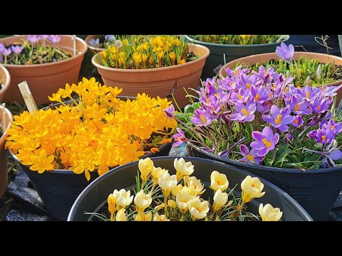 I crochi, i fiori invernali piu&rsquo; colorati del giardino: come coltivarli e farli moltiplicare