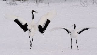 タンチョウの舞い Japanese Crane Dance ( Shot on RED EPIC Highspeed )