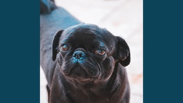 Modish Backdrops for Separation Anxiety