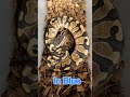 We got another fresh shed gp snakes inblue deepblue inshed freshshed cameoutskin reptiles