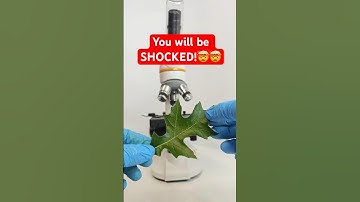 A LEAF Under The Microscope! 🤮🤢