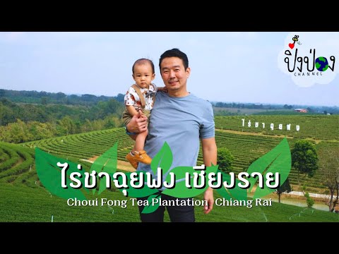 ปิ๊งป่องท่องโลก | เที่ยวแลนด์มาร์คเชียงราย 2022 ไร่ชาเขียว ร้านชาสวย สูดโอโซน | ไร่ชาฉุยฟง เชียงราย