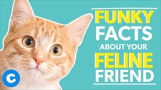 10 Fun Facts About the Domestic Shorthair Cat