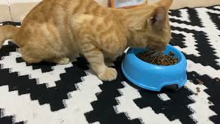 20220710 Kucing orange sedang makan  Orange Stray cat eating with satisfy