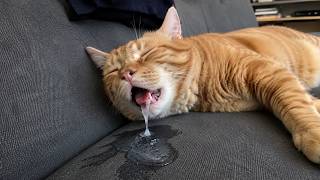 those funny animal make are the best to watch