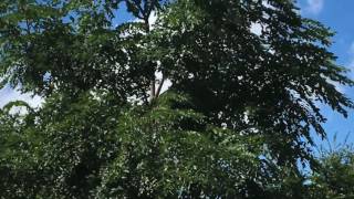Jets flying around Chicago