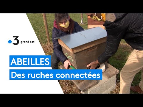 Numérique : des ruches connectées pour les abeilles