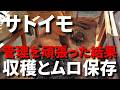 【サトイモ】真夏の水やり、草取り、追肥などの作業をしっかりと実施した結果は？／いつもの保存方法を紹介し、種イモの選び方と保存方法も解説します－Vol.166（2024.11.18）