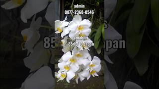 Download Lagu paket hemat anggrek bulan amabilis dewasa #orchid #anggrek MP3