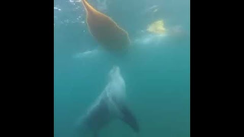 Seal under kayak