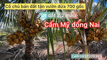 Bđs, bán lô đất tận vườn dừa 700 gốc đang thu trái cải hồ ao cá thích hợp làm nhà vườn nghĩ dưỡng