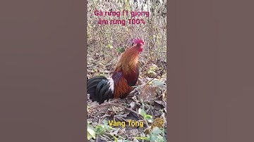 Gà rừng mồi f1 giọng âm rừng nhất