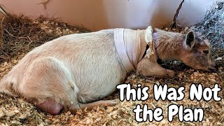 The Highest of Highs and the Lowest of Lows - The First Kidding on the Farm Did Not Go as Planned