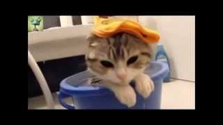 Смешные Кошки и Вода ( funny cats ) Смешные Кошки и Вода ( funny cats )