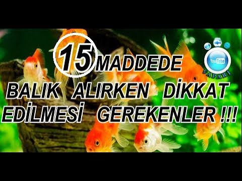 Video: Satın Alırken Balık Ve Akvaryum Nasıl Seçilir