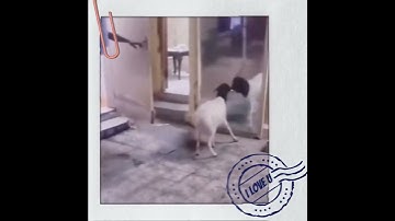 Video Hài Hước Của Động Vật  | Funny Animal Video #6