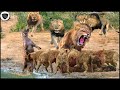 Lions went Mad and Massacred Hyenas Because they had to witness Lion Cub being eaten