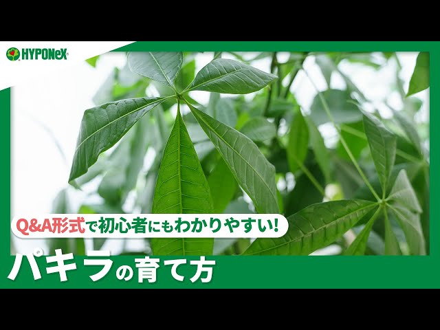 ☘113: [Q&A] How to grow a Pachira | Tips for growing it healthy