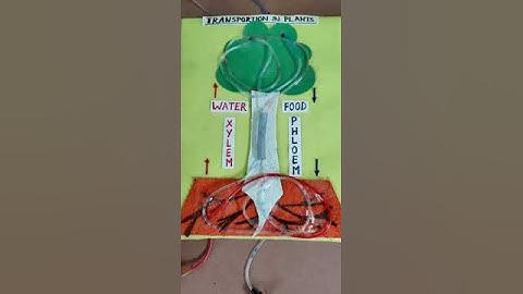transportion in plants,xylem and phloem working model
