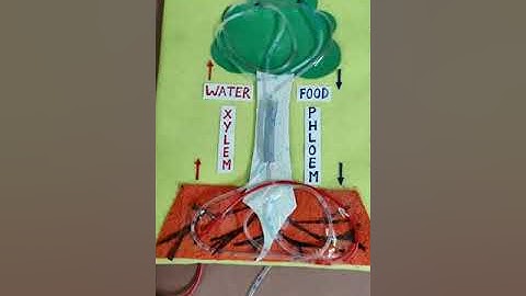transportion in plants,xylem and phloem working model