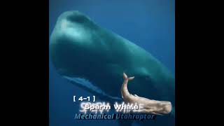Sperm Whale Vs. Megalodon #paleontology #edit #shorts